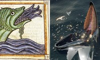 Quái vật biển đáng sợ &apos;hafgufa&apos; trong các bản thảo Bắc Âu thời trung cổ thực chất là cá voi 