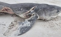 Vụ thảm sát cá mập: 19 con cá mập bị sát hại trong ngày 