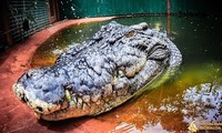 Cá sấu có thể sống hơn 120 tuổi 