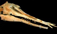Phát hiện cá heo 25 triệu năm tuổi với hàm răng kỳ lạ 