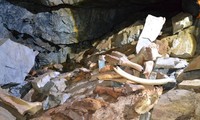 Phát hiện hang động chứa đầy xương voi ma mút, tê giác và gấu 