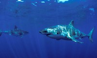 Kỳ lạ hai con cá mập trắng đực cùng nhau bơi đi hàng ngàn dặm 