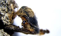 Giải mã xác ướp ong 3.000 năm tuổi