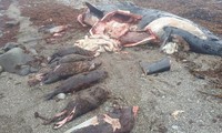 Bí ẩn về cái chết của con cá voi nuốt chửng 7 con rái cá biển 