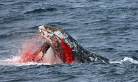 Cá voi sát thủ đang học những hành vi mới đáng sợ, ngày càng thông minh hơn 