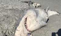 Cá mập trắng bị cá voi xẻ thịt, chỉ để ăn gan 