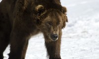 Vì sao gấu không thể ngủ đông, lang thang khắp Siberia ? 