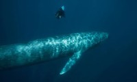 ADN bí ẩn tìm thấy ở cá voi xanh, chúng đã từng giao phối với các loài khác 