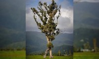 Độc đáo &apos;cây biết đi&apos; ở New Zealand