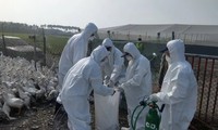 Ghi nhận trường hợp tử vong do cúm gia cầm H3N2 và H10N5 ở Trung Quốc