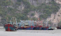 Bão số 2 áp sát đất liền, tàu thuyền Quảng Ninh cấp tập vào bến