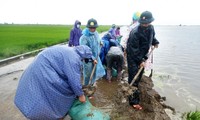TT-Huế: Lũ trái mùa bủa vây, bộ đội ra sức cứu lúa giúp dân