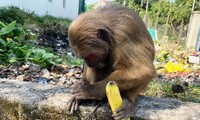 Bất ngờ phát hiện khỉ mặt đỏ quý hiếm ở TT-Huế