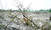 TT-Huế: Phá rừng ngập mặn thi công dự án thoát lũ
