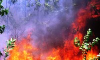 Nắng nóng gay gắt, Huế cảnh báo nguy cơ cao cháy rừng, hỏa hoạn trong khu dân cư