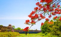 Rực rỡ sắc đỏ hoa phượng xứ Huế