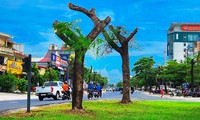 Vì sao loạt cây xanh tuyến phố lớn tại Huế bị ‘trảm’ trụi thân cành, tán lá giữa nắng nóng gay gắt?