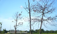 Loạt cây xanh đô thị tại Huế bỗng thành ‘củi khô’ sau khi bứng đi trồng lại