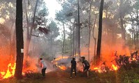 Đốt cháy rừng thông hàng chục năm tuổi, nam thanh niên thách gọi công an đến bắt