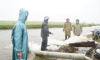 Mưa rét làm hàng nghìn ha lúa tại TT-Huế bị ngập