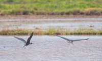 Phát hiện loài chim quắm đen quý hiếm lần đầu xuất hiện tại Thừa Thiên-Huế