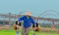 Mưu sinh trong gió lạnh ở làng rau lớn nhất Đà Nẵng
