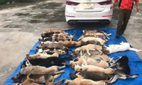 Người lái ô tô chở 38 con chó trộm trong một đêm ở Quảng Nam từng là…giám đốc công ty may