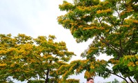 Mùa hoa sưa bung nở nhuộm vàng phố ở Tam Kỳ xứ Quảng