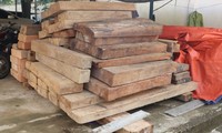 Gần 5m3 gỗ không có giấy tờ hợp pháp nằm trên đất của Trưởng phòng Nội vụ ở Quảng Nam