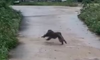 Khỉ tấn công nhiều người, cắn chết 4 con chó ở Quảng Nam