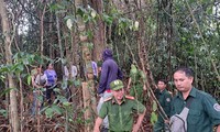 Điều tra vụ hủy hoại hơn 2,2 ha rừng để làm đường dây 110kV thủy điện ở Quảng Nam