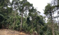 Yêu cầu điều tra, xử lý vụ phá rừng làm đường dây tải điện thủy điện Tr’Hy