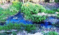 Nhà máy tinh bột sắn TT-Huế (xã Phong An, huyện Phong Điền, tỉnh TT-Huế) đã có hành vi vi phạm các quy định về xả nước thải 