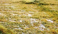 Hơn 16.000 ha lúa đông xuân chín vàng sắp thu hoạch tại TT-Huế đã bị mưa lớn nhấn chìm trong bể nước.