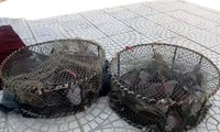 Hàng chục con chim Gầm Ghì bị săn bẫy trái phép tại khu vực rừng phòng hộ Bắc Hải Vân, TT-Huế.