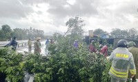 Lực lượng chức năng vật lộn với mưa gió để giải phóng cây cối đổ ngã gây ách tắc Quốc lộ 1 qua huyện Phú Lộc, TT-Huế.