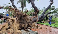 "Cụ" xà cừ số 13 tại TP Huế bị bão 13 quật đổ trong sự tiếc nuối của nhiều người.