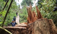 Vụ phá rừng lim quý ở Quảng Nam: Truy nã 2 đối tượng chủ mưu