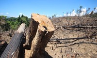 Xét xử vụ phá rừng phòng hộ quy mô lớn tại Quảng Nam