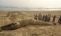 Cá voi nặng hơn 4 tấn trôi dạt vào bờ biển Quảng Nam.