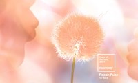 Màu của năm 2024 - Peach Fuzz: Khơi gợi sự đồng cảm, cổ vũ chăm sóc sức khỏe tinh thần