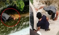 Tưởng cá sấu là “đồ giả” nên lại gần chụp ảnh, một du khách Philippines bị cá sấu tấn công