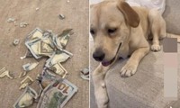 Để chó cưng ở nhà một mình trong 2 tiếng, ai ngờ chú chó ăn mất 60 triệu đồng tiền mặt