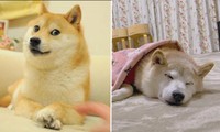 Chú chó Shiba nổi tiếng trên các meme đang ốm nặng, dân mạng gửi vô số lời chúc