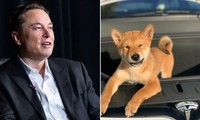 Elon Musk tuyên bố đã từ chức và “bổ nhiệm” chú chó của mình làm CEO Twitter