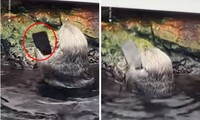 Khách tham quan sở thú làm rơi iPhone, con rái cá nhặt được có hành động cực bất ngờ