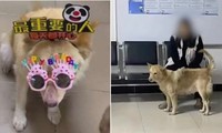 Chú chó bỗng nổi tiếng ở Trung Quốc vì được trả mức lương đáng ghen tỵ