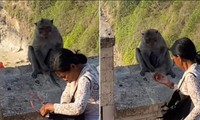 Video chú khỉ giật điện thoại của du khách rồi &quot;mặc cả&quot; để đổi lấy món ăn mình thích