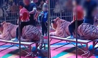 Rạp xiếc ở Trung Quốc gây phẫn nộ khi cho khán giả nhí ngồi lên lưng hổ để chụp ảnh