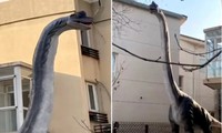 Hàng xóm dựng tượng khủng long cao 15 mét ngoài vườn, một người sợ đến không ngủ nổi